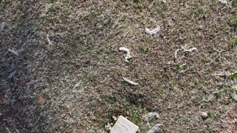 White Willow Stock Footage 247363492