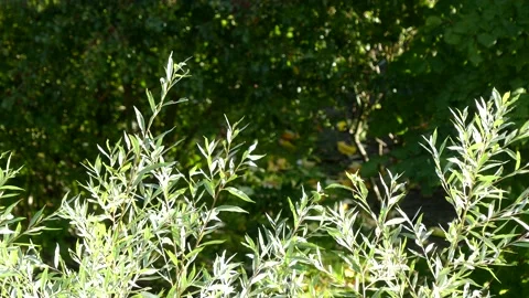 White willow leaves background in autumn, october - little wind Stock Footage 141276633