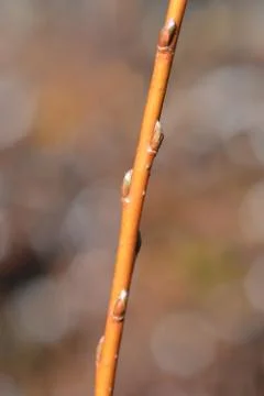 White willow Stock Photos