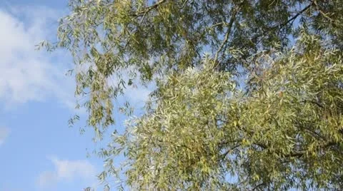 White willow (Salix alba) Stock Footage 12864376