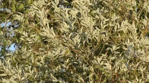 White willow (Salix alba) Stock Footage 12869560