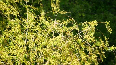 White willow in spring - green new leaves moved by wind - sunny tree background Stock Footage 153906565
