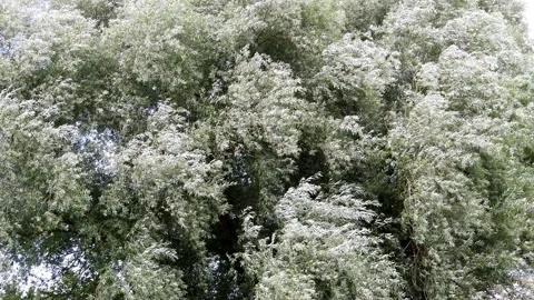 White willow with strong wind in Germany in summer Stock Footage 158389840