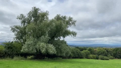 White Willow tree blowing in the wind, England, UK 動画素材 279993879