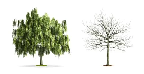 White willow tree. Stock Illustration