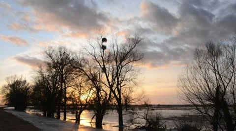 White willows (Salix alba) at a flooded and frozen polder meadow, Unteres Stock Footage 12676912
