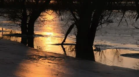 White willows (Salix alba) at a flooded and frozen polder meadow, Unteres Stock Footage 12676954