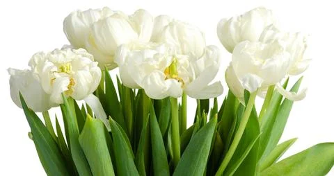 White wilted tulips Stock Photos