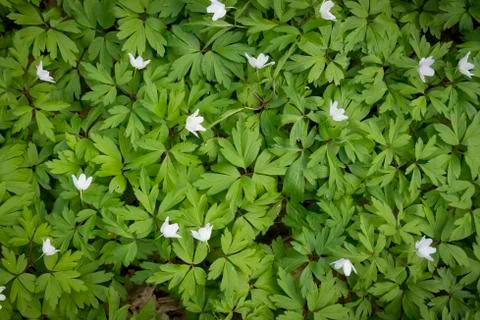 White windflower Stock Photos