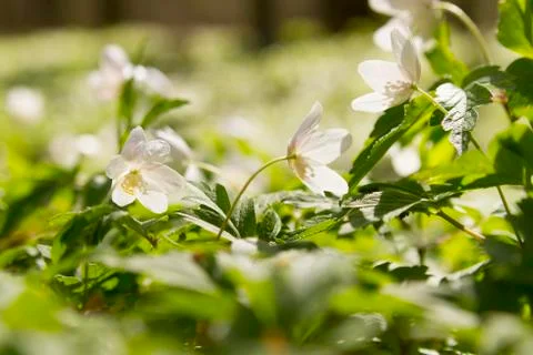 White windflower Stock Photos