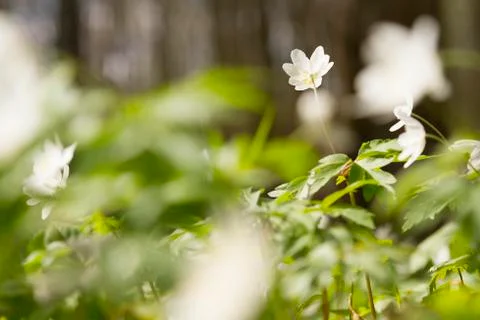 White windflower Stock Photos