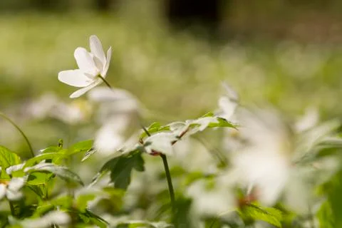 White windflower Stock Photos