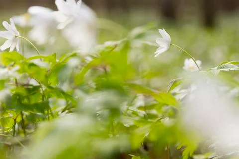 White windflower Stock Photos