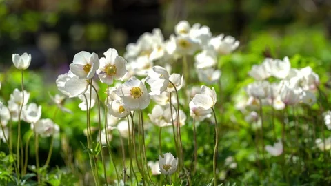 White windflowers in the wind Stock Footage 129956592