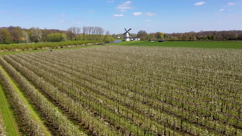 White windmill with blossom Video stock 154659227