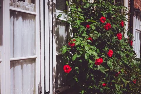 White window frames with red rose bushes. Warm sunlight and summer flowers Foto stock