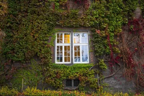 White Window on an Overgrown Wall Stockfoto's