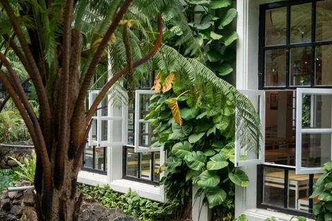 A white window seen from the front, with lush tropical plants in front. The.. Foto stock