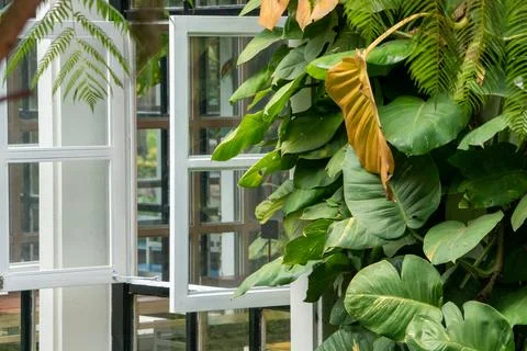 A white window seen from the front, with lush tropical plants in front. The.. Stock Photos