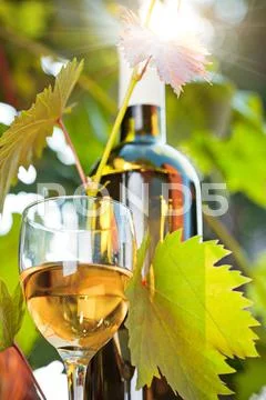 White wine bottle, young vine and glass Stock Photos