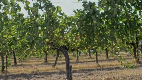 White wine grape bush with fruit on the grape terroir in windy conditions Stock Footage 270060177