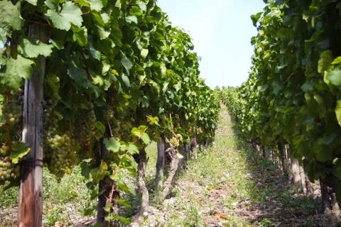 White wine grape hangs on the grapevine Foto stock