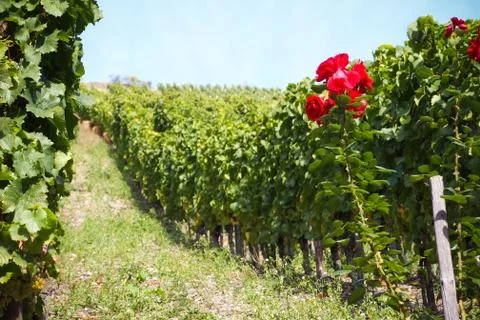 White wine grape hangs on the grapevine Stock Photos