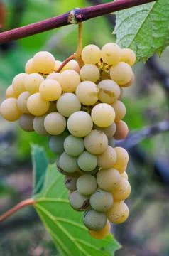 White wine grape Stock Photos