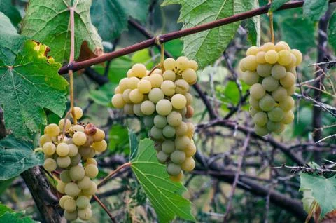 White wine grape Stock Photos