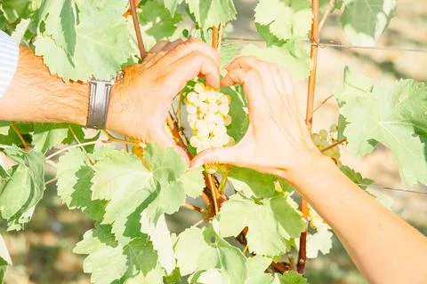White wine grape in vineyard Stock Photos