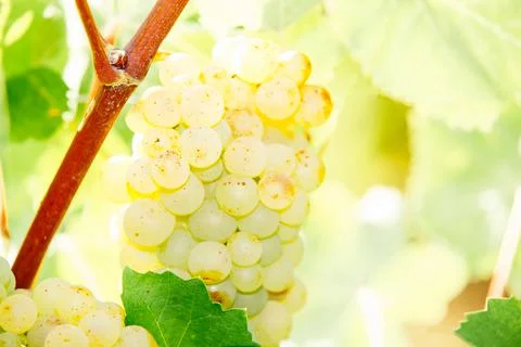 White wine grape in vineyard Stock Photos