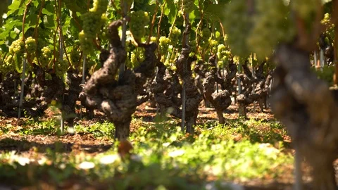 White wine grapes and old ceps, travelling, lateral Stock Footage 99337755