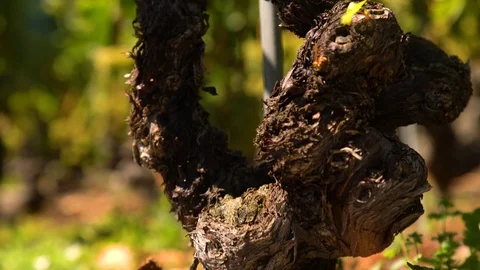 White wine grapes and old ceps, close up, travelling rising Stock Footage 99338261