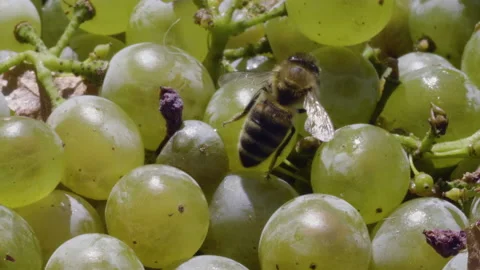 WHITE WINE GRAPES With BEE Video stock 172417927