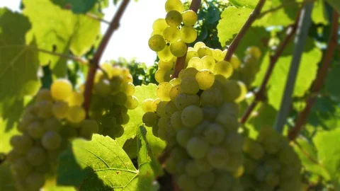 White wine grapes close up Stock Footage 99338359