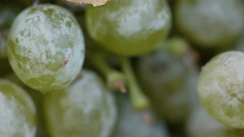 WHITE WINE GRAPES CLOSEUP Video stock 173324373