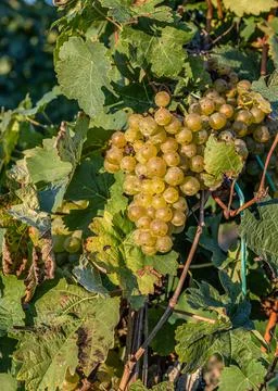 White Wine grapes fall sunset ready for harvest Region Moselle River Winninge Stock Photos