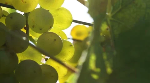 White wine grapes Stock Footage 8797922