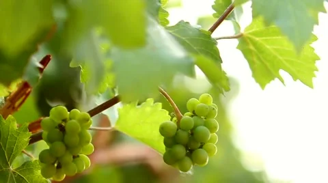 White Wine Grapes Stock Footage 55977166
