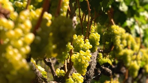White wine grapes Stock Footage 99339348