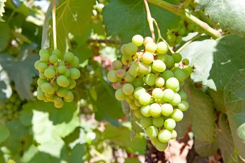 White wine grapes Stock Photos