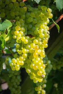 White Wine Grapes in Scena - Schenna, South Tyrol, Sdtirol, Trentino Alto A.. Stock Photos