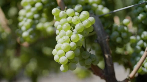 WHITE WINE GRAPES ON VINE Video stock 172555996