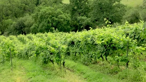 White wine grapes vineyard, branches moving in wind Video stock 81273474