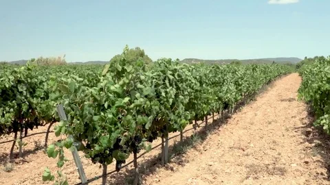 White wine grapes in vineyard, branches moving in wind Video stock 82903844