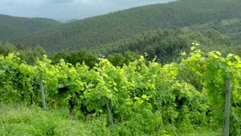 White wine grapes at vineyard moving in the wind Video stock 79758986