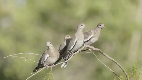 White-Winged and Mourning Doves jostle for a perch on a creosote branch. Stock Footage 343792757