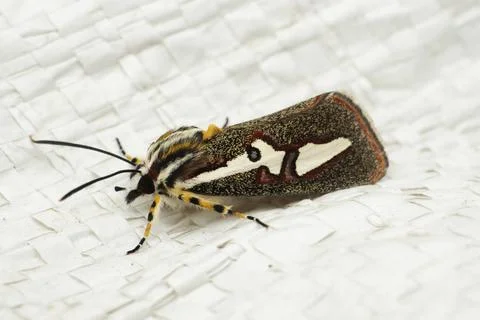 White winged black headed moth with fuzzy gray appendages, Satara, Maharas... Foto stock