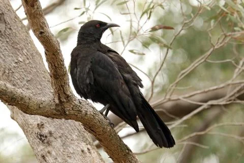 White-winged Chough in tree Foto stock