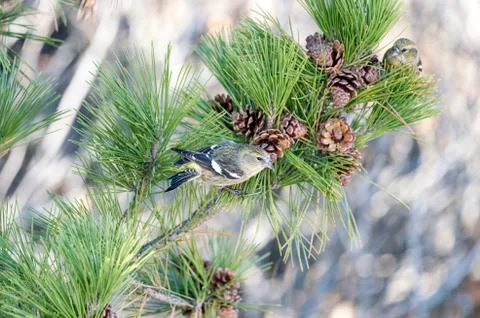 White-winged Crossbill in pine Stock Photos